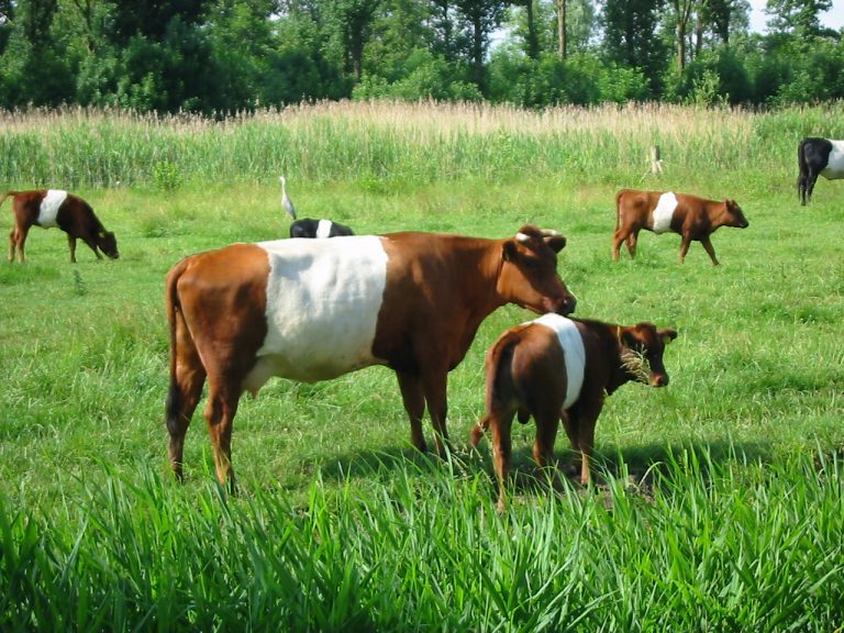 What Is Grass-Fed Beef and Is It Really Worth It
