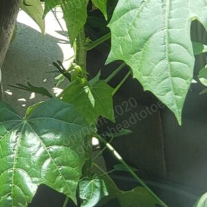 Chaya | Mayan Spinach Tree | Cnidoscolus Chayamansa