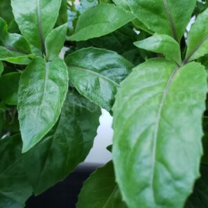 Gynura Procumbens Longevity Spinach Plant