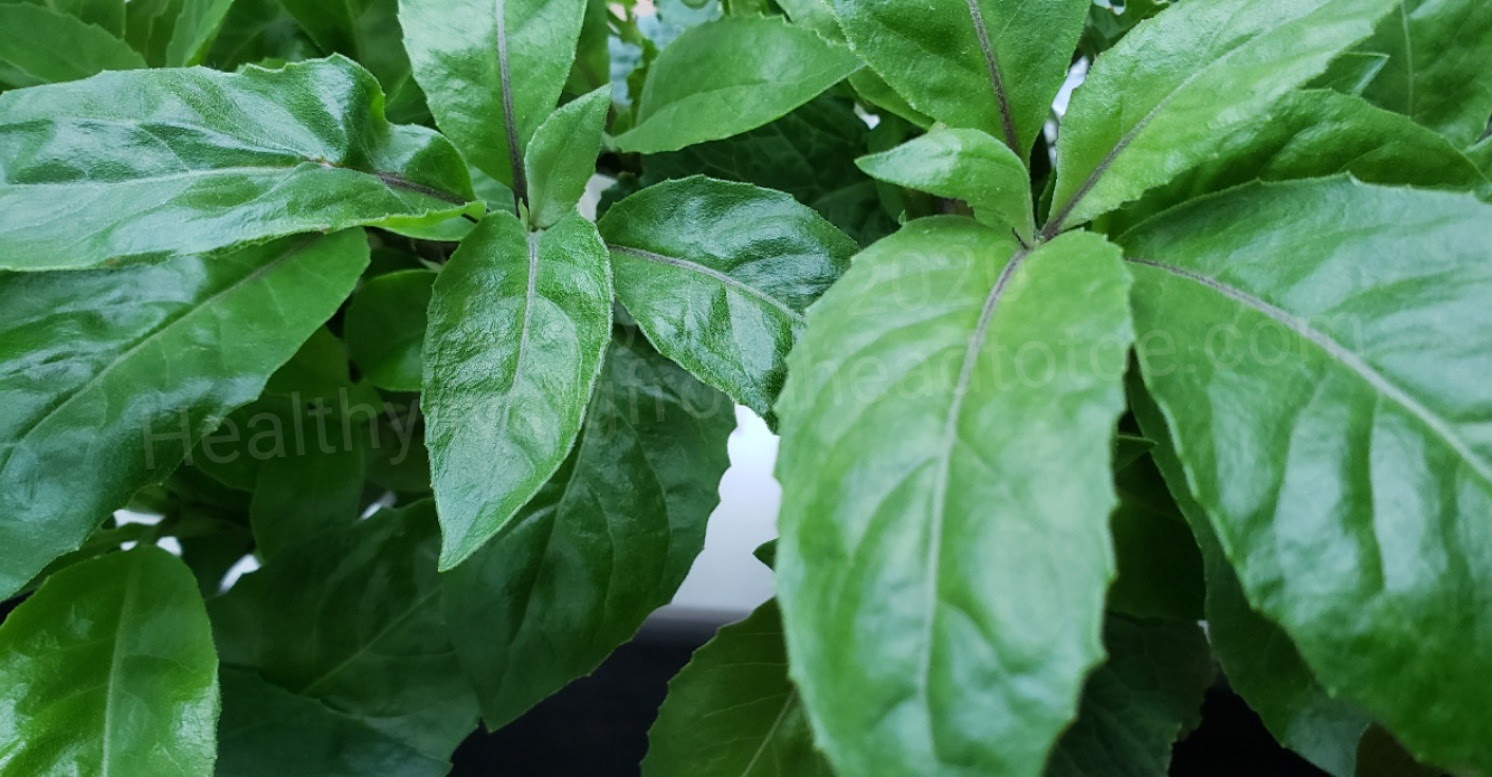 Gynura Procumbens Longevity Spinach Plant