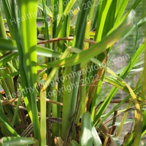 Lemongrass Live Lemongrass Plant Live Lemongrass Plant for Sale