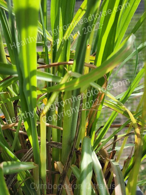 Lemongrass Live Lemongrass Plant Live Lemongrass Plant for Sale