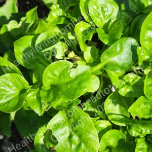 Brazilian Spinach Sissoo Spinach Live Brazilian Spinach