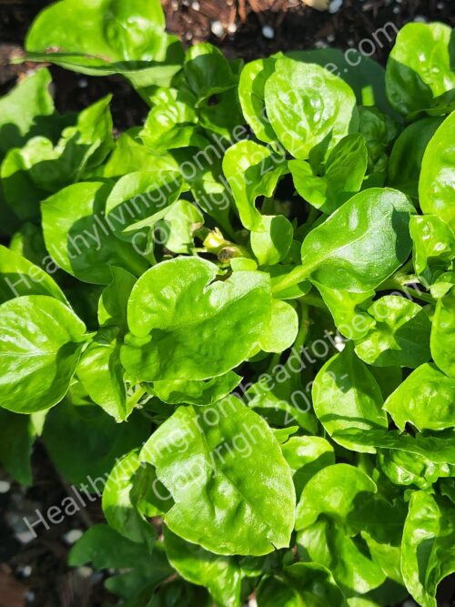 Brazilian Spinach Sissoo Spinach Live Brazilian Spinach