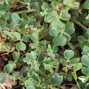 Oca Plant Live Oca Plant Live Starter Oca Plant