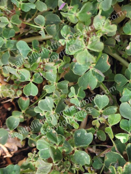 Oca Plant Live Oca Plant Live Starter Oca Plant