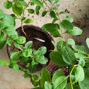 Goji Berry Plant Wolfberry Plant