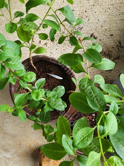 Goji Berry Plant Wolfberry Plant