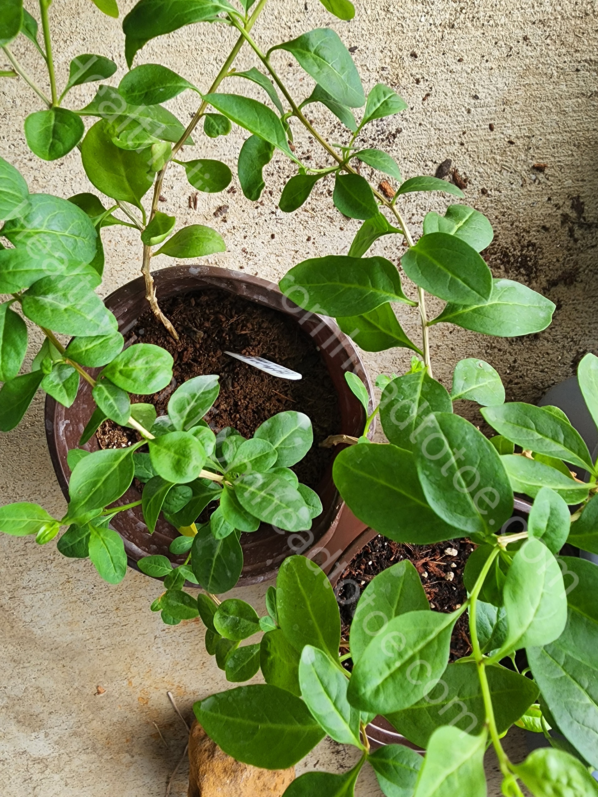 Goji Berry Plant Wolfberry Plant