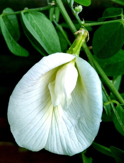 Butterfly Pea Flower Tea, 4oz - Image 4