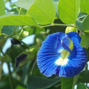 Healthy Teas Butterfly Pea Tea