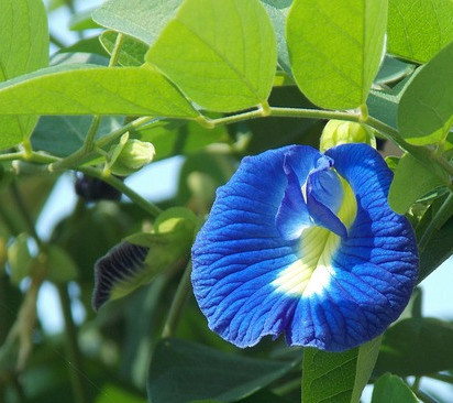 Healthy Teas Butterfly Pea Tea