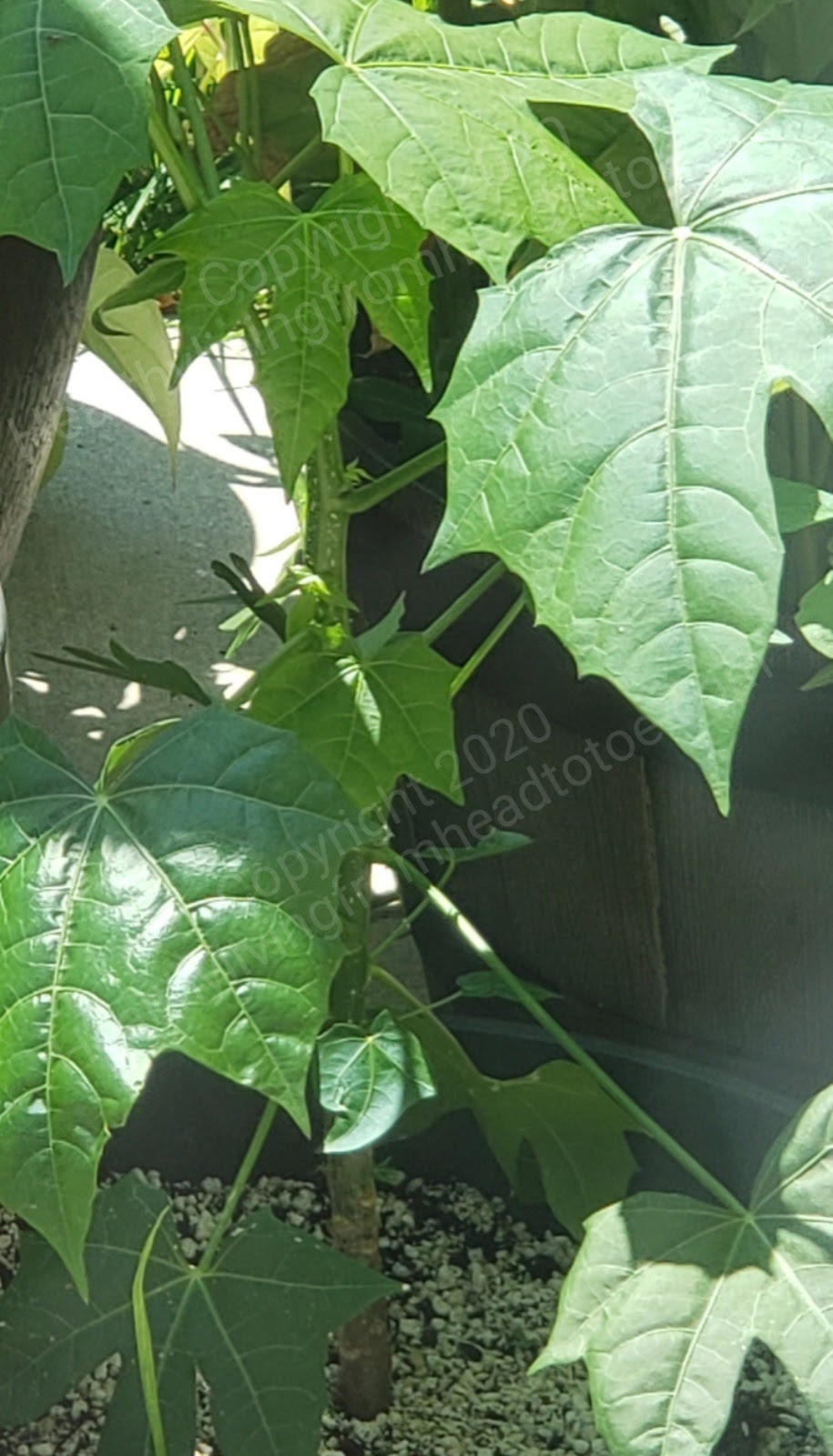 Holistic Stress-free Calcuim rich plants Healthy living