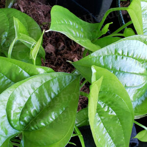 White Yam LIVE Plant White Yam Plant for sale