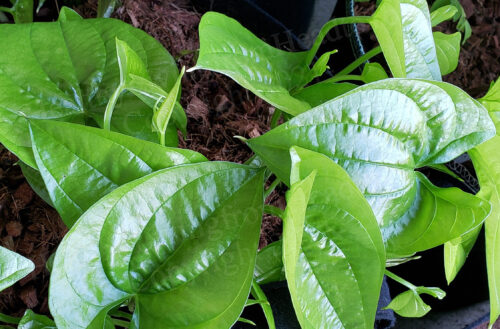 White Yam LIVE Plant White Yam Plant for sale